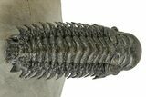 Flying Crotalocephalina Trilobite - Atchana, Morocco #359237-2